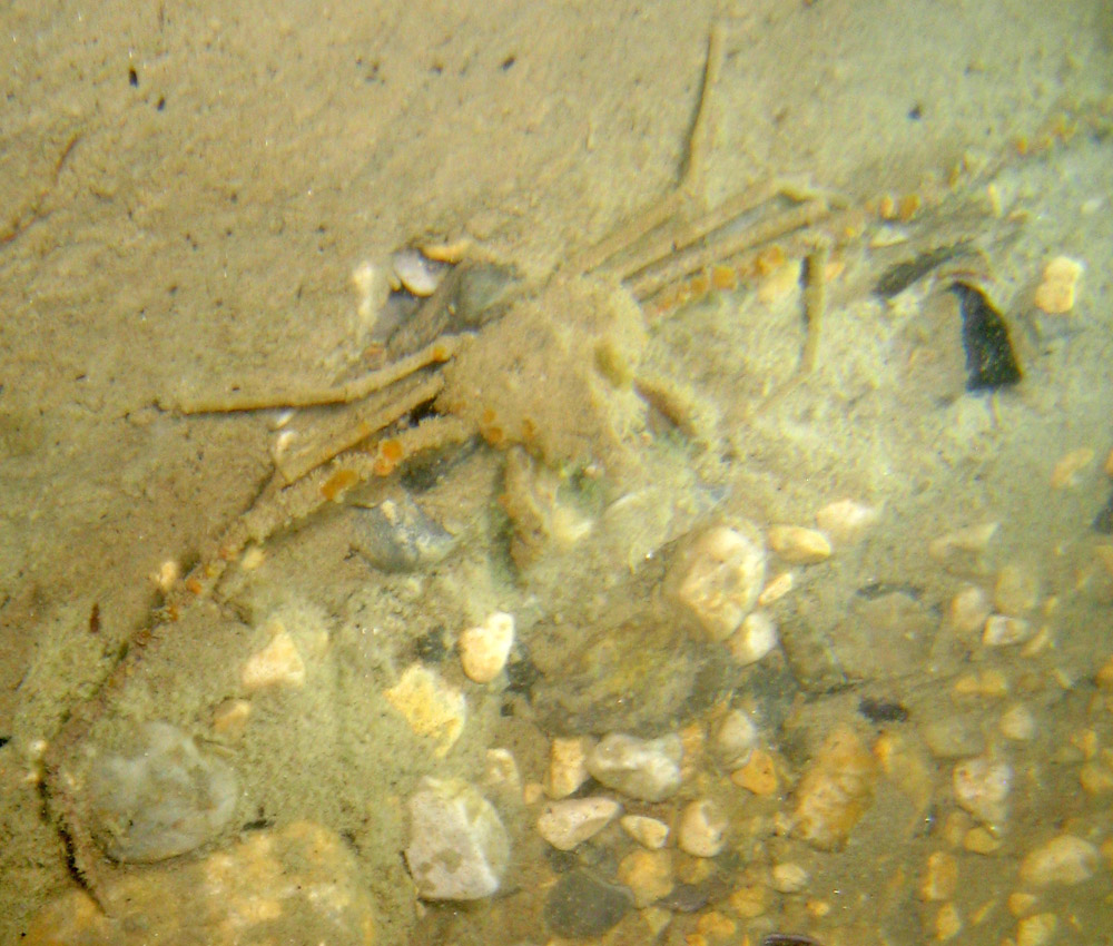 Alcuni crostacei dal Conero